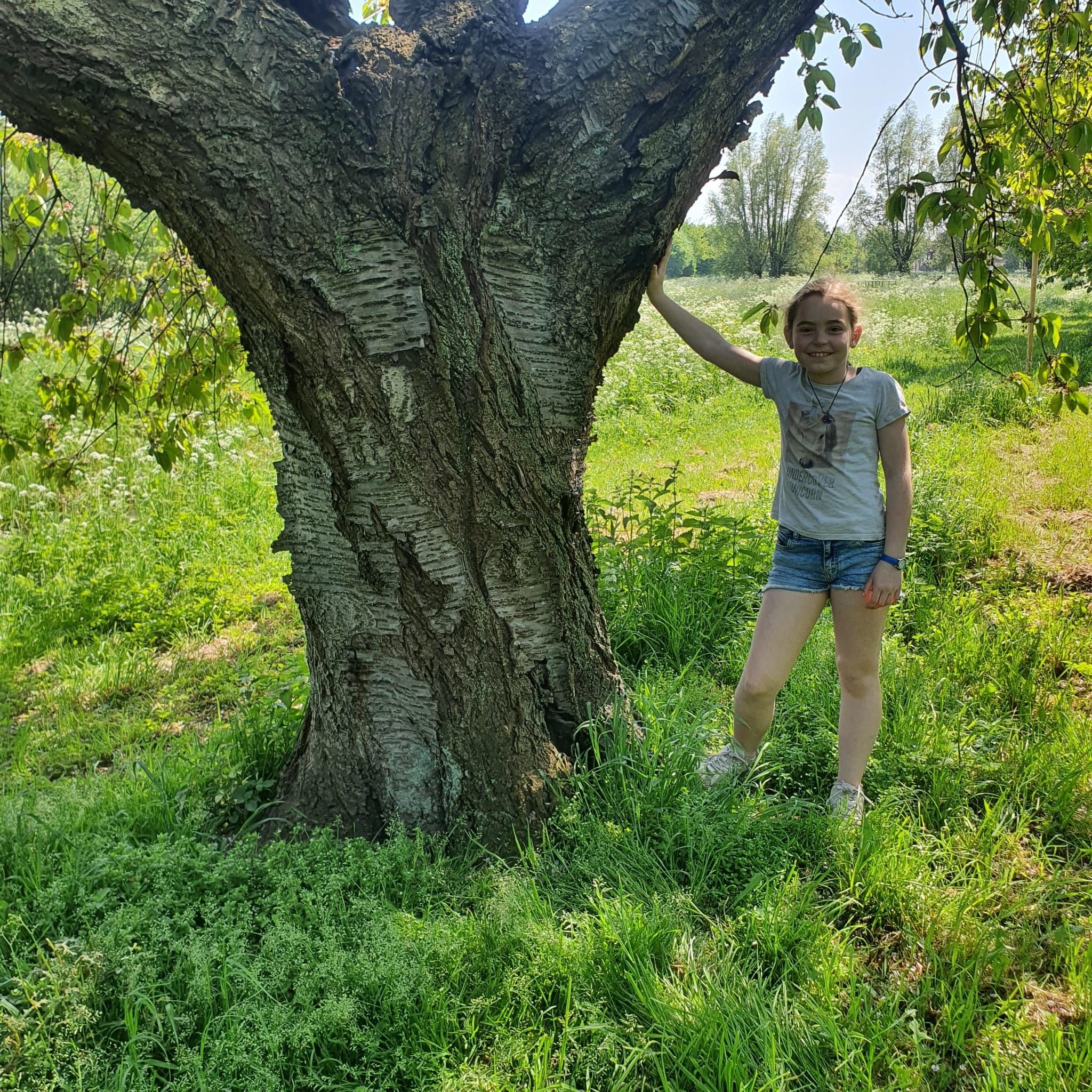 Kersenboomgaard_De_Themaat_c_kind_kersenboom