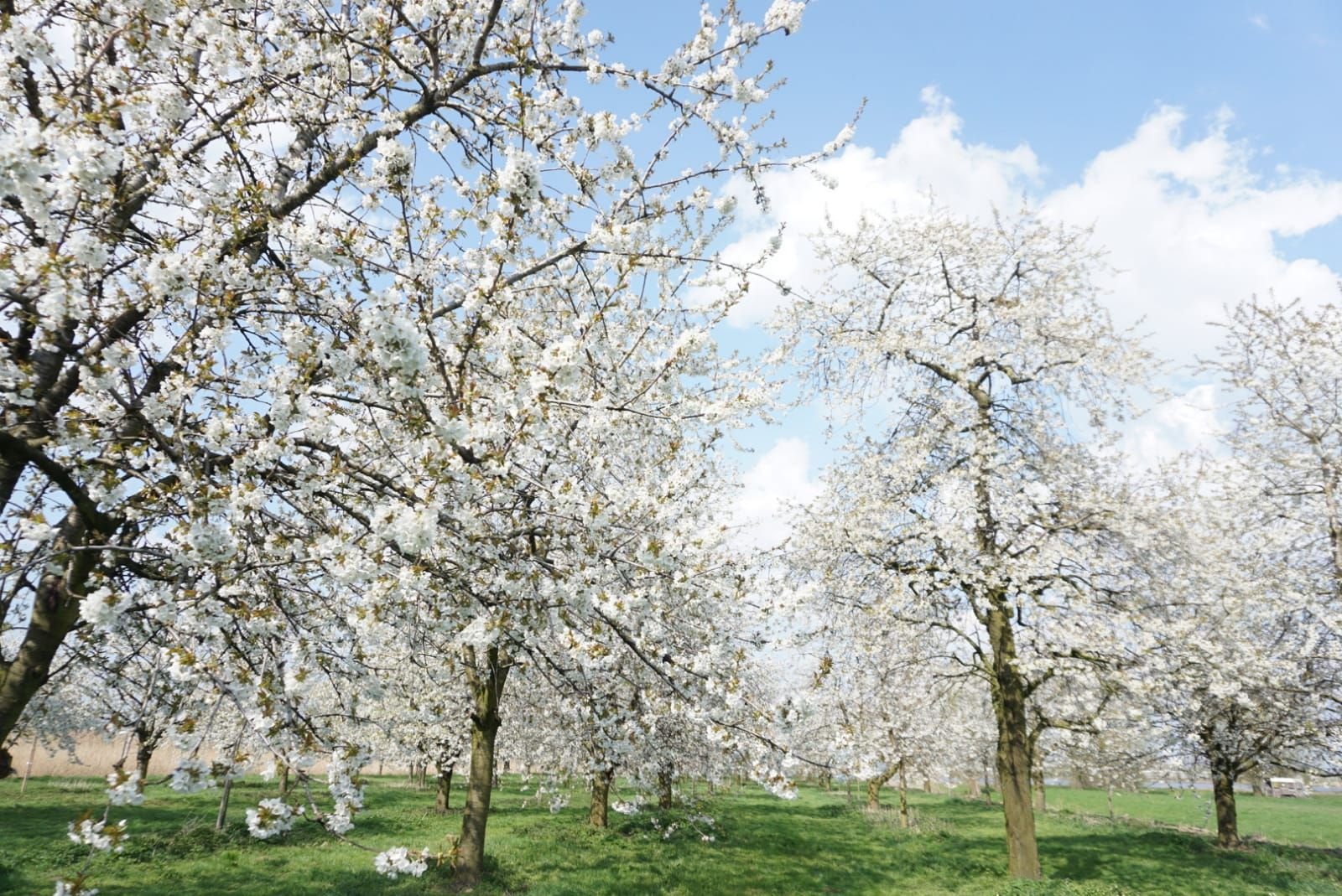 Kersenboomgaard_De_Themaat_d