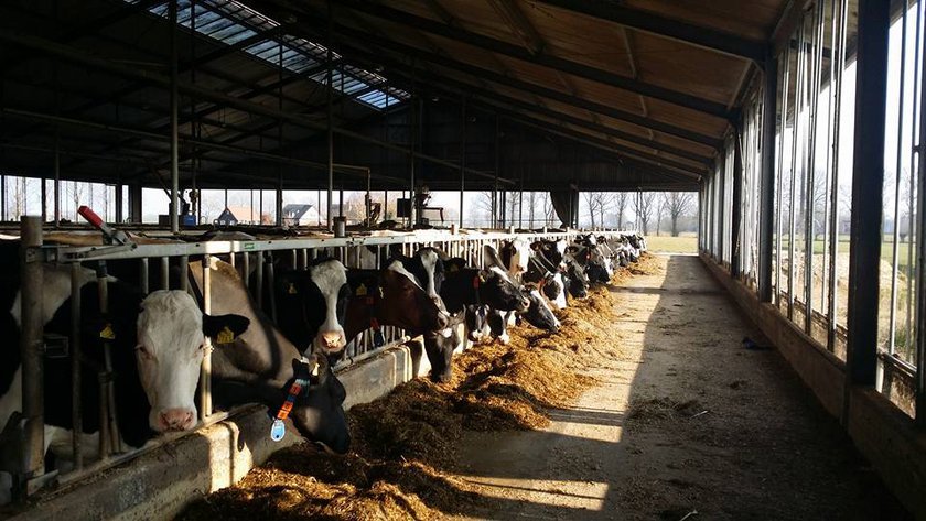 Campererf_Biezenhoeve_b_koeien