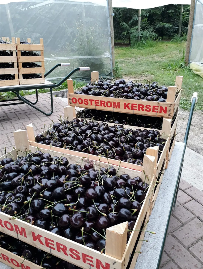 Kersenboomgaard_De_Drie_Zussen_a