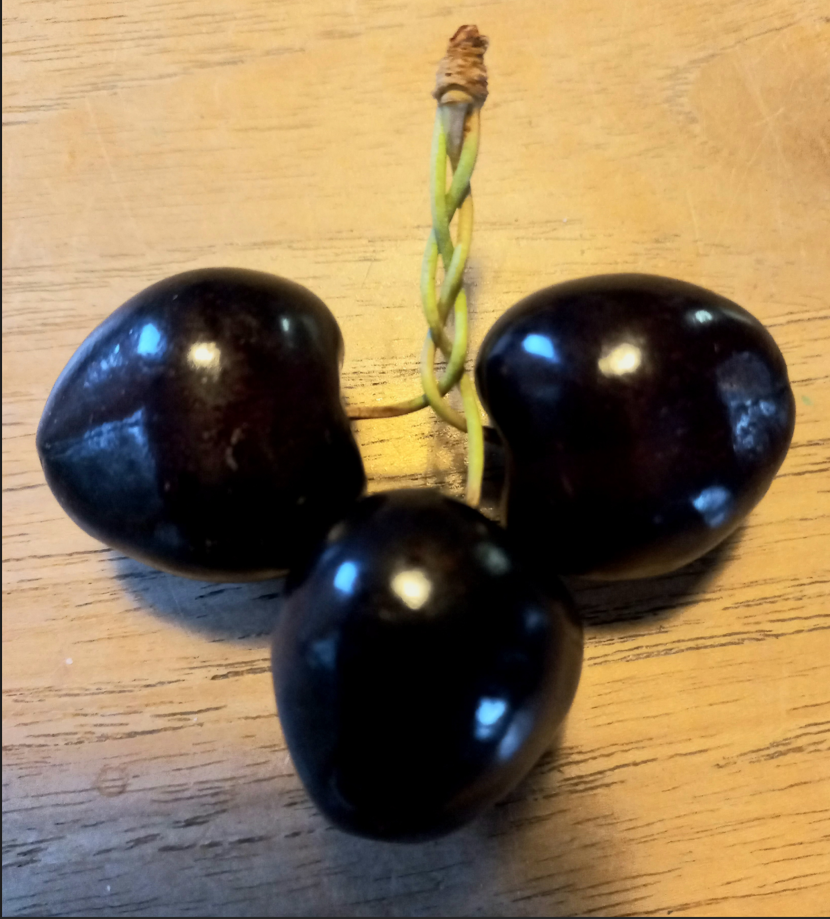 Kersenboomgaard_De_Drie_Zussen_b