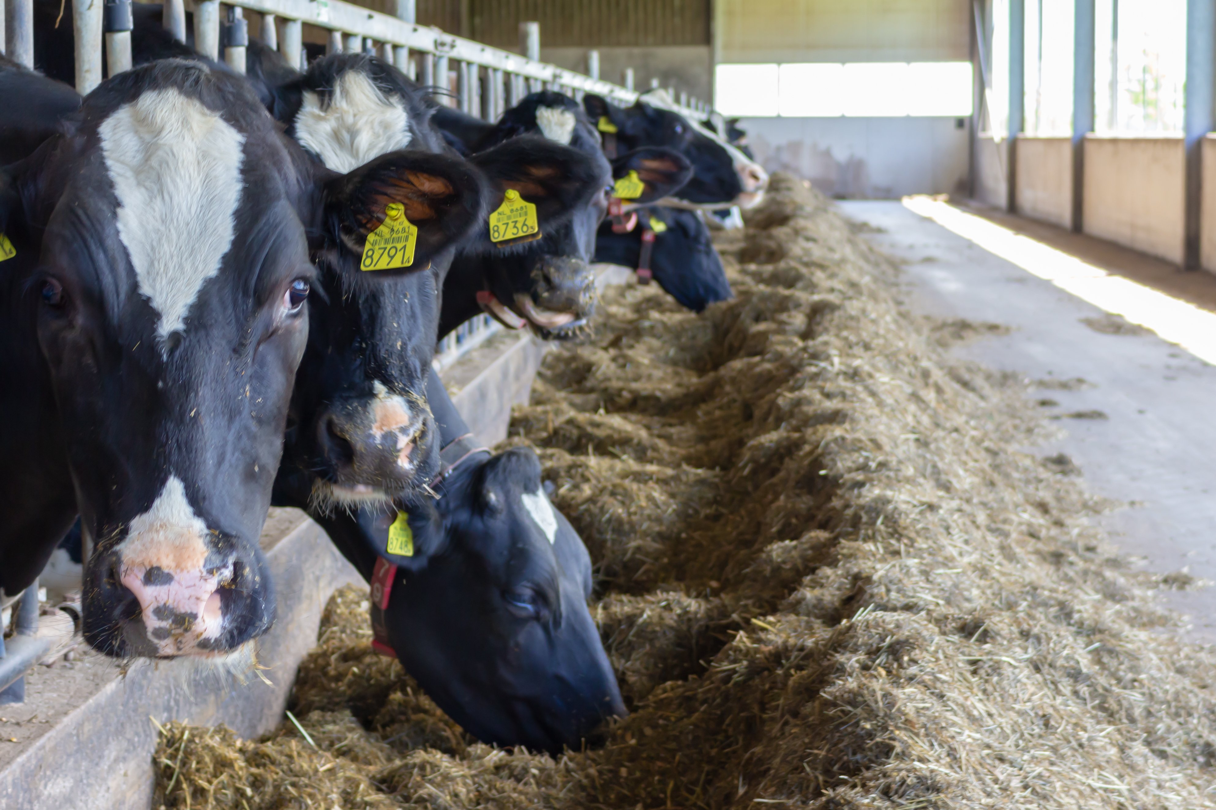 Kaas_en_Zorgboerderij_Doruvael_g