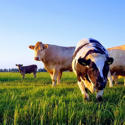 Auteur Zorgboerderij De Hoop