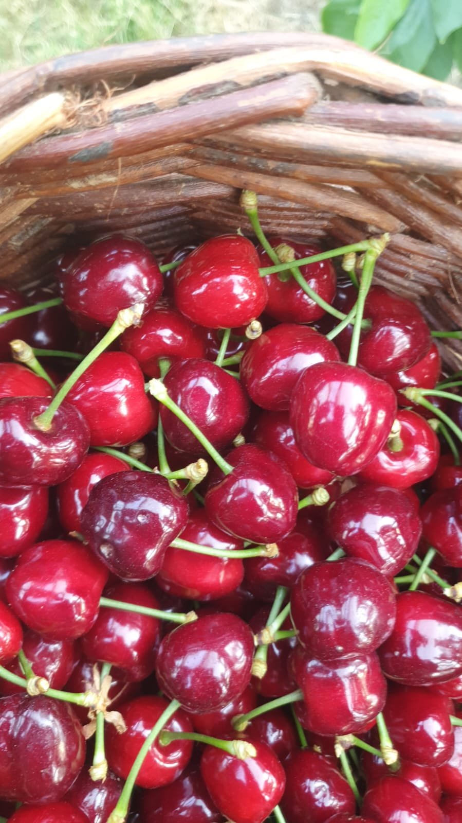 Oosterom_Kersen_Boerderijwinkel_De_Ooievaar_c