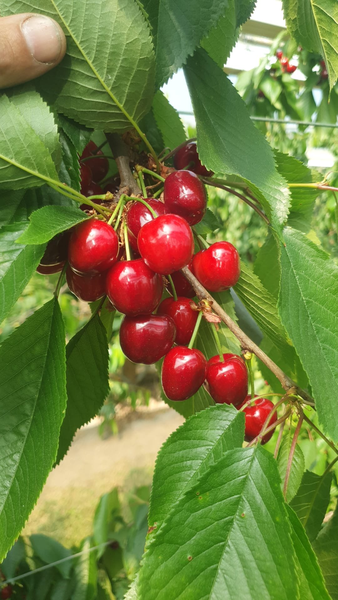 Oosterom_Kersen_Boerderijwinkel_De_Ooievaar_b