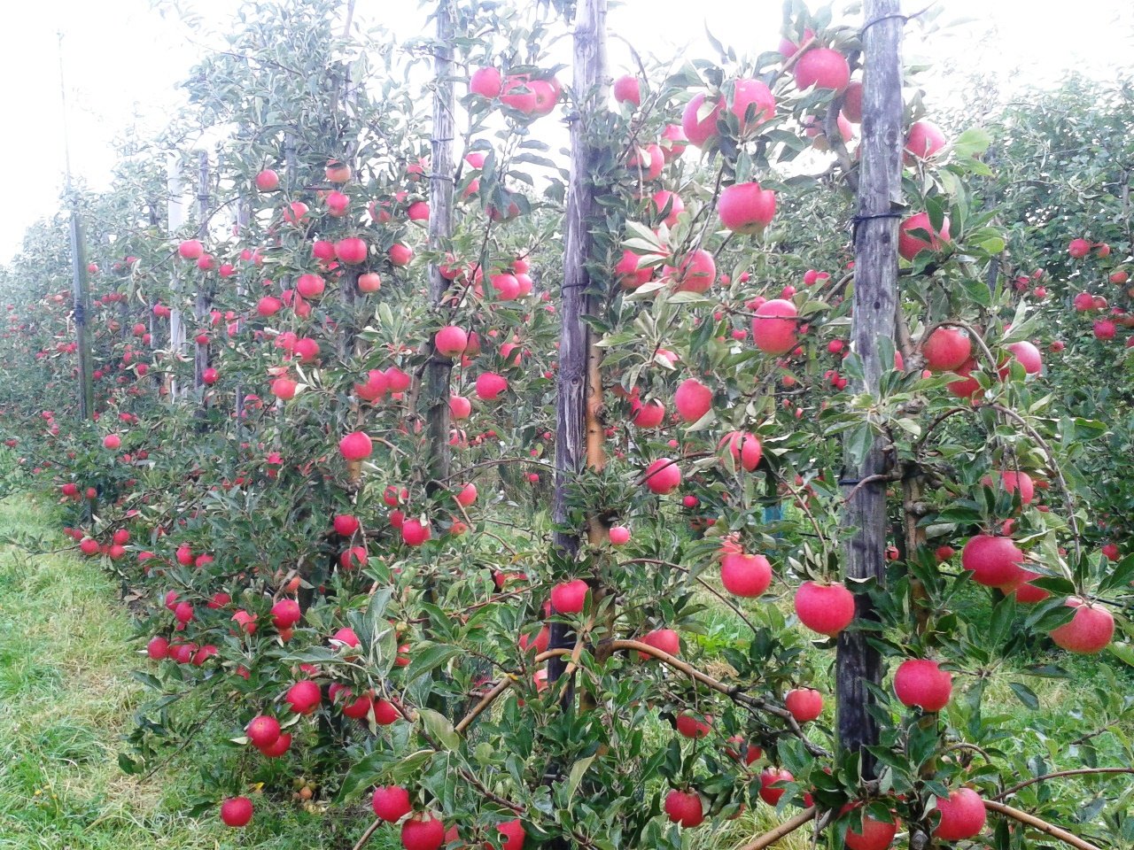 Fruitbedrijf_van_Lint_a