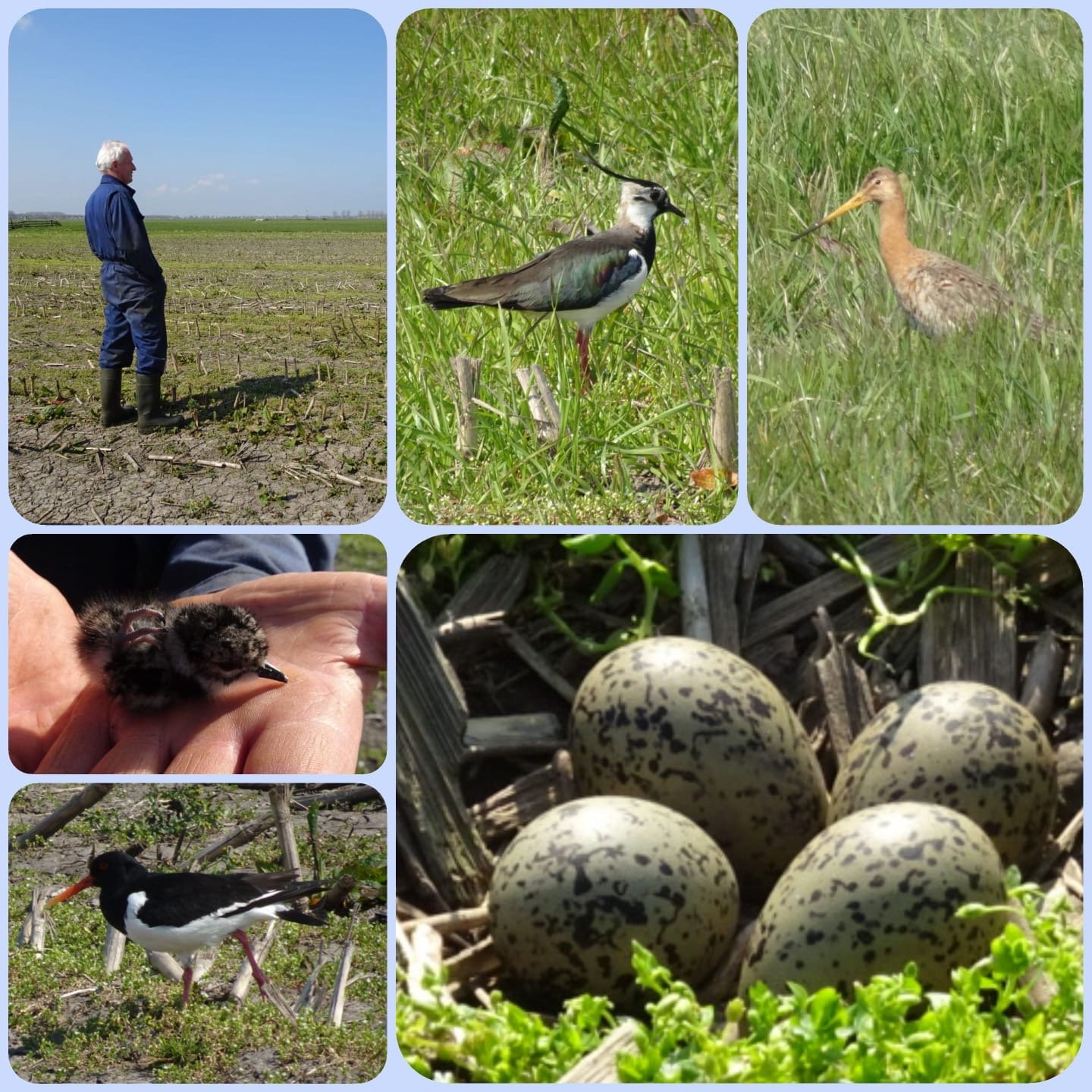 Brentano's_Kaasboerderij_b