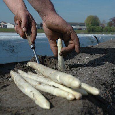 Auteur Aspergehof Noordam