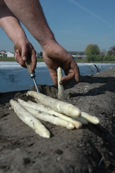 Aspergehof_Noordam_d