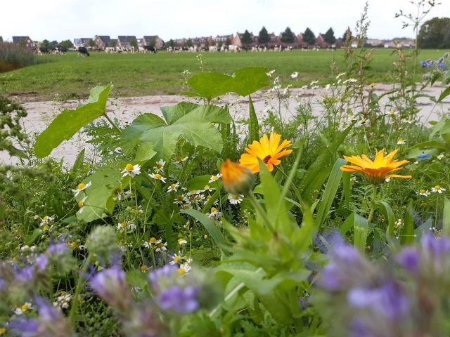 Bloemenweidemelk_a