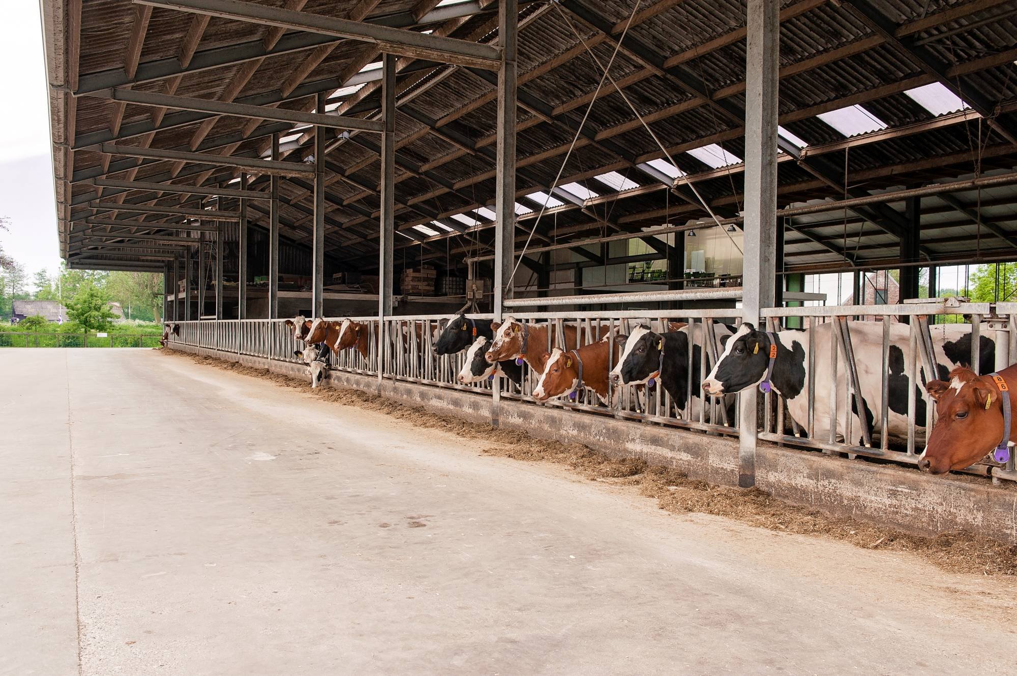 De_Witte_Gravin_e_koeien