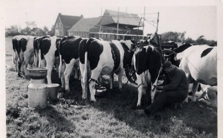 De Beekhoeve_d_koeien