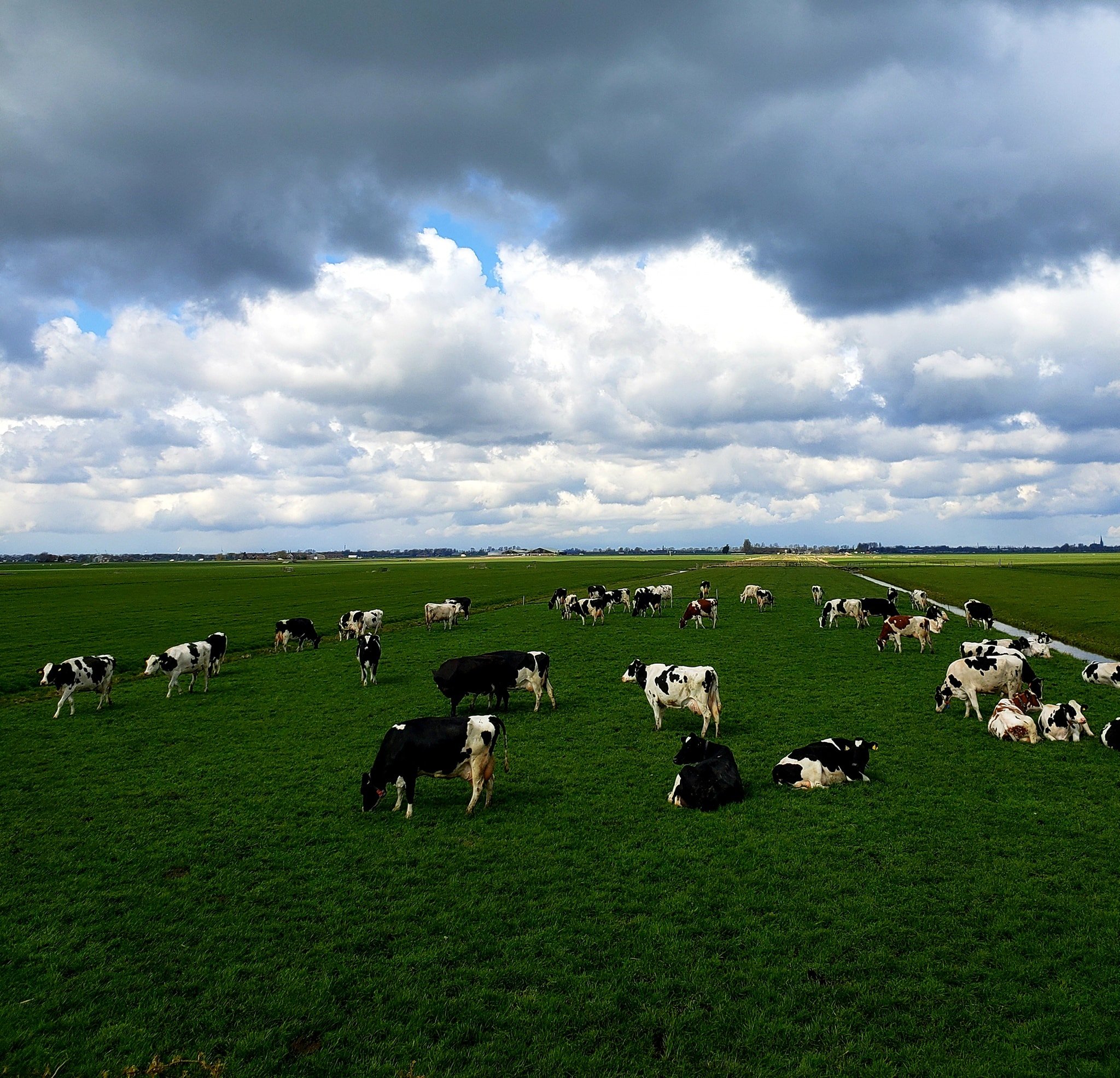 Brentano's_Kaasboerderij_d_koeien