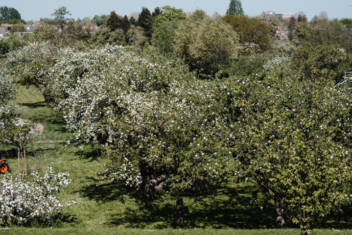 Boomgaard_De_Lekbongerd_g